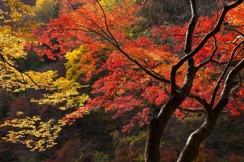 自然に恵まれた日本ですが、その価値は保たれるのでしょうか？