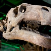 恐竜にとっては骨折は死と同義だったのではないでしょうか。