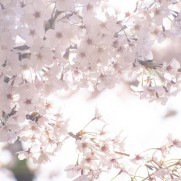 桜も咲く季節ですし、一つ頑張ってみてはいかがでしょう？