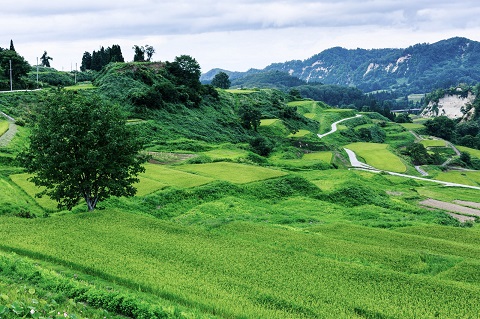 美しい水田の連なりは日本の古き良き風景ですが、それを守るにはコメ農家の努力が欠かせません。
