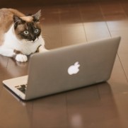 いくら頑張っても猫はそう簡単にパソコンを使えません。