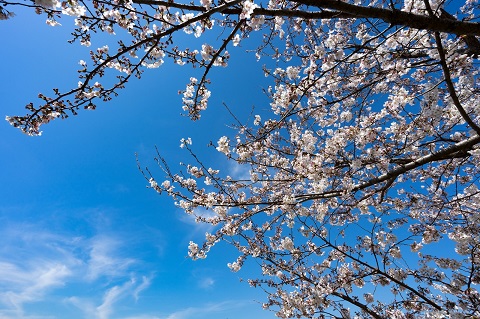 もうすぐ桜の季節ですが？
