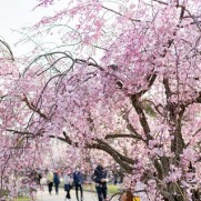 不動産投資のスタートは桜の咲く季節でした。